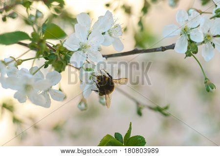Honey Bee Harvesting Pollen From Cherry Blossom,bee Collecting Nectar From White Cherry Flower