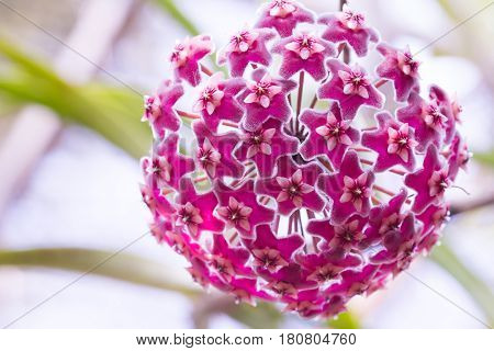 Beautiful Wild Flower Orchid,dendrobium Pulchellum ,rare Species Of Wild Orchids