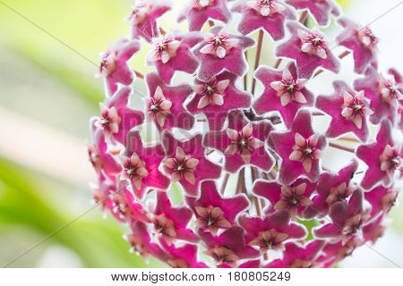 Beautiful Wild Flower Orchid,dendrobium Pulchellum ,rare Species Of Wild Orchids