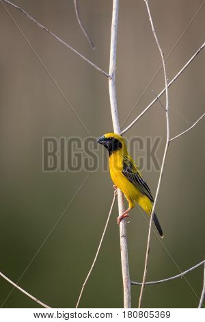 Image of bird (Asian golden weaver) on the branch on nature background. Wild Animals.