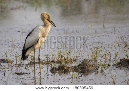 Image of Asian openbill stork on natural background. Wild Animals.