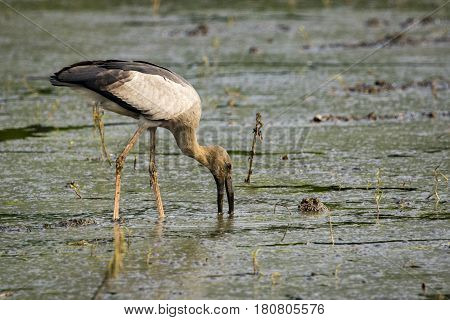 Image of Asian openbill stork on natural background. Wild Animals.