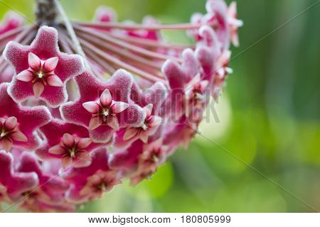Beautiful Wild Flower Orchid,dendrobium Pulchellum ,rare Species Of Wild Orchids
