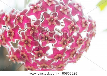 Beautiful Wild Flower Orchid,dendrobium Pulchellum ,rare Species Of Wild Orchids