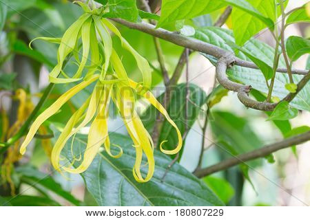 Herb Plant,flowers Ylang-ylang, For The Manufacture Of Essential Oil For Perfumes,