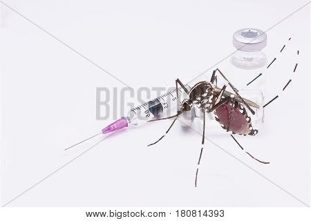 Aedes Aegypti. Close Up A Mosquito Sucking Human Blood.