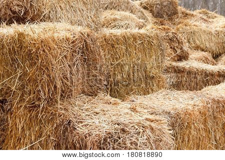 Bricks of fresh hay on a manege for horse dressage