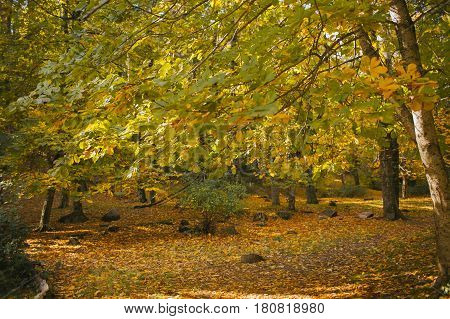 Autumn landscape. Colorful autumn in the forest. Autumn background. Fall in the forest. Color of the woods.