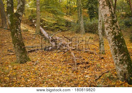 Autumn landscape. Colorful autumn in the forest. Autumn background. Fall in the forest. Color of the woods.