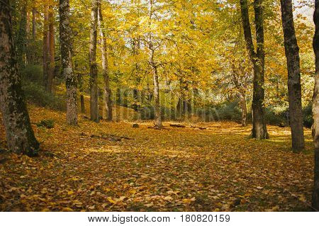 Autumn landscape. Colorful autumn in the forest. Autumn background. Fall in the forest. Color of the woods.