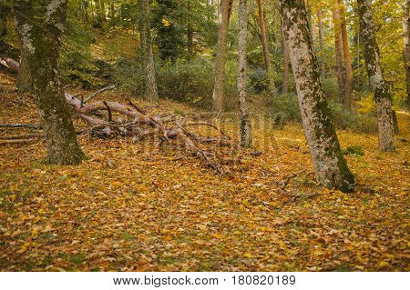 Autumn landscape. Colorful autumn in the forest. Autumn background. Fall in the forest. Color of the woods.