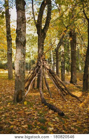 Autumn landscape. Colorful autumn forest. Autumn colors in the forest. Fall in the woods.