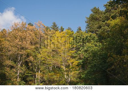Autumn landscape. Colorful autumn landscape. Colorful forest. Autumn in the woods. Fall in the forest.