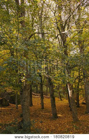 Autumn landscape. Colorful autumn in the forest. Autumn background. Fall in the forest. Color of the woods.