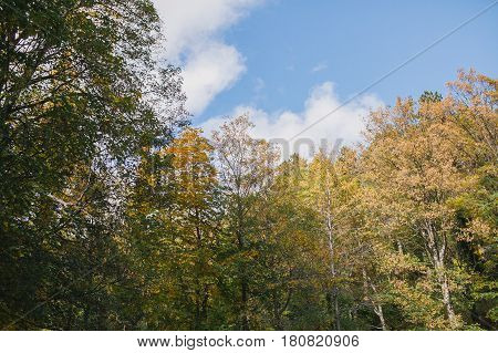 Autumn landscape. Colorful autumn landscape. Colorful forest. Autumn in the woods. Fall in the forest.