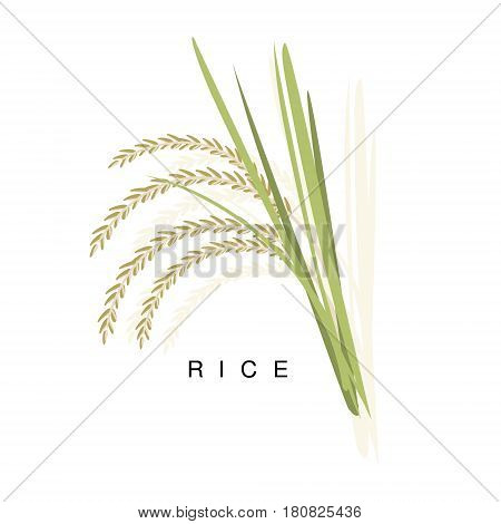 Rice Ear, Infographic Illustration With Realistic Cereal Crop Plant And Its Name. Farm Natural Food Product Vector Drawing With Description.