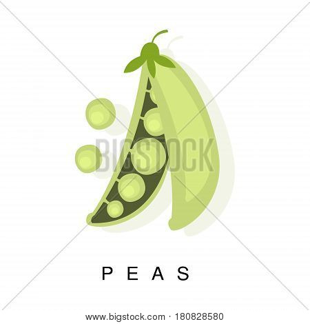Peas Pod, Infographic Illustration With Realistic Pod-Bearing Legumes Plant And Its Name. Farm Natural Food Product Vector Drawing With Description.