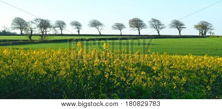 Rapeseed field with row of trees on a horizon in East Devon England