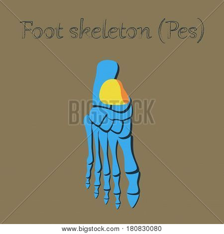 human organ icon in flat style foot skeleton
