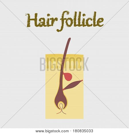 human organ icon in flat style hair follicles