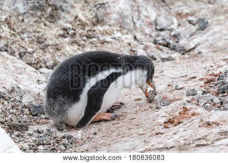 Gentoo Penguin chick playng with rock travel to Antarctica