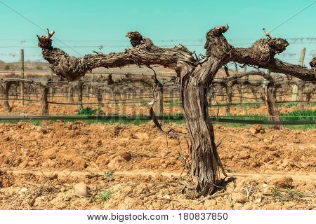A photo of a vineyard in spring, with selective focus and a place for text
