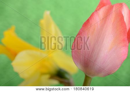 Spring Flowers Banner - Bunch Of Red Tulip Flowers On Green Background