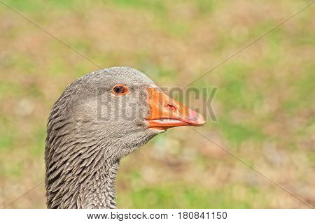 Portrait of Grey lag Goose. Domestic goose.
