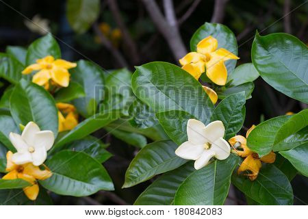 Yellow Flower Of Herb Plant,gardenia Sootepensis Hutch