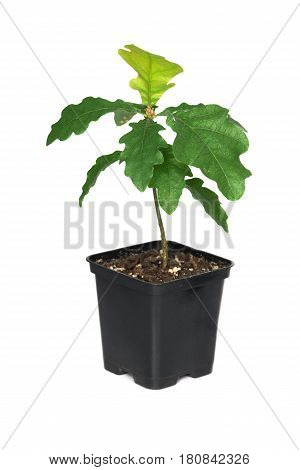 Sprout of oak in a plastic pot on a white background