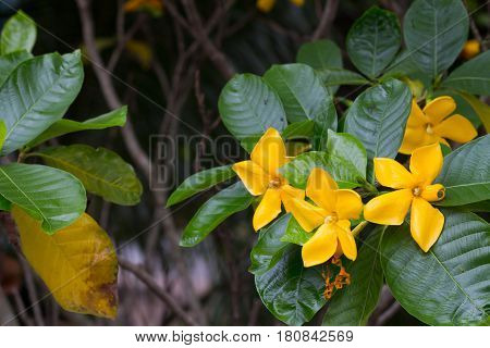 Yellow Flower Of Herb Plant,gardenia Sootepensis Hutch