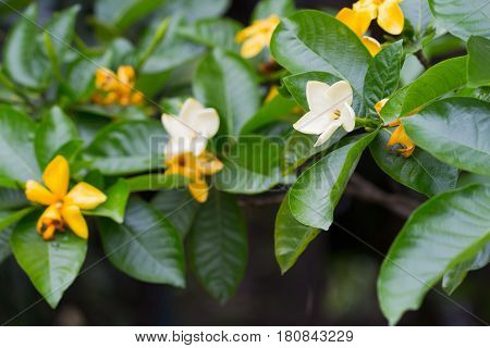 Yellow Flower Of Herb Plant,gardenia Sootepensis Hutch