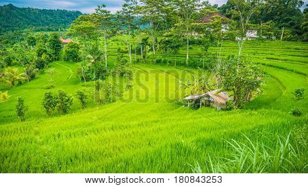 Hut between Lush Green of Rice tarrace in Sidemen, Bali, Indonesia.