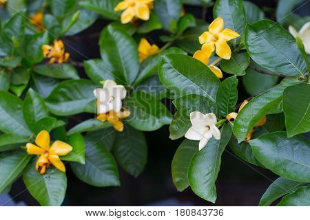 Yellow Flower Of Herb Plant,gardenia Sootepensis Hutch