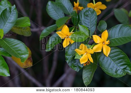 Herb Plant ,gardenia Sootepensis Hutch,yellow Flower  Herb Plant