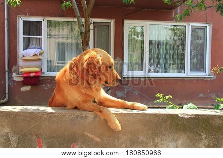 Dog over the fence near the house