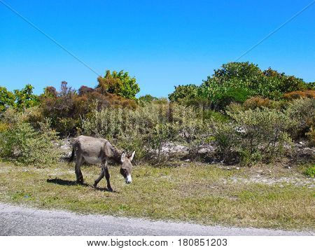 Donkey walks along a road on the grass