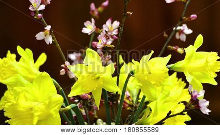 Jonquils,  daffodils, on black background in Spring.