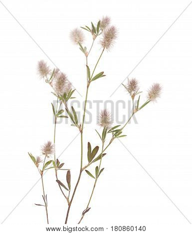 Flora Of Gran Canaria - Trifolium Arvense