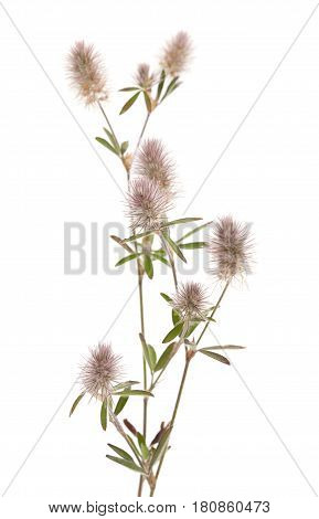 Flora Of Gran Canaria - Trifolium Arvense