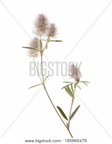 Flora Of Gra Canaria - Trifolium Arvense