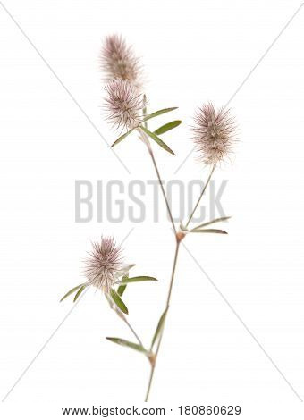 Flora Of Gran Canaria - Trifolium Arvense