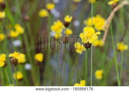 Xyris Indica Yellow Flowers In Paddy Field On Bright Day