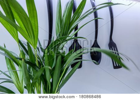 Palm Plant in front of kitchen utensils with shallow depth of field