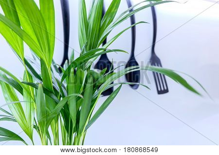 Palm Plant in front of kitchen utensils with shallow depth of field