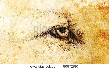 lion eye. animal drawing on vintage paper. Color effect