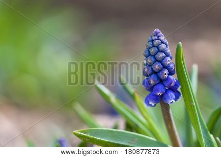 Grape hyacinth , Grape hyacinth blur backround