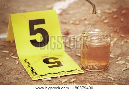 Collecting of fly larva on crime scene by criminologist