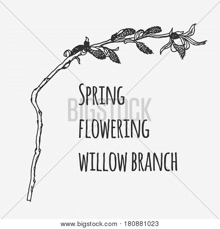 Spring flowering willow branch. Lineart monochrome image.
