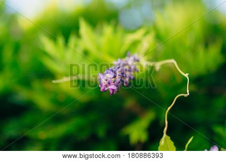 Flowering tree wisteria in Montenegro, the Adriatic and the Balkans.